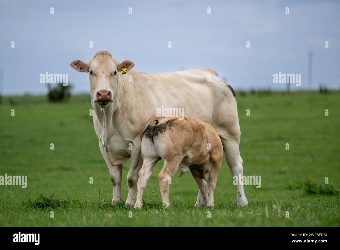 Pedigree Blonde d'Aquataine vache avec veau allaité dans un pâturage. Code Durham, Royaume-Uni. Banque D'Images