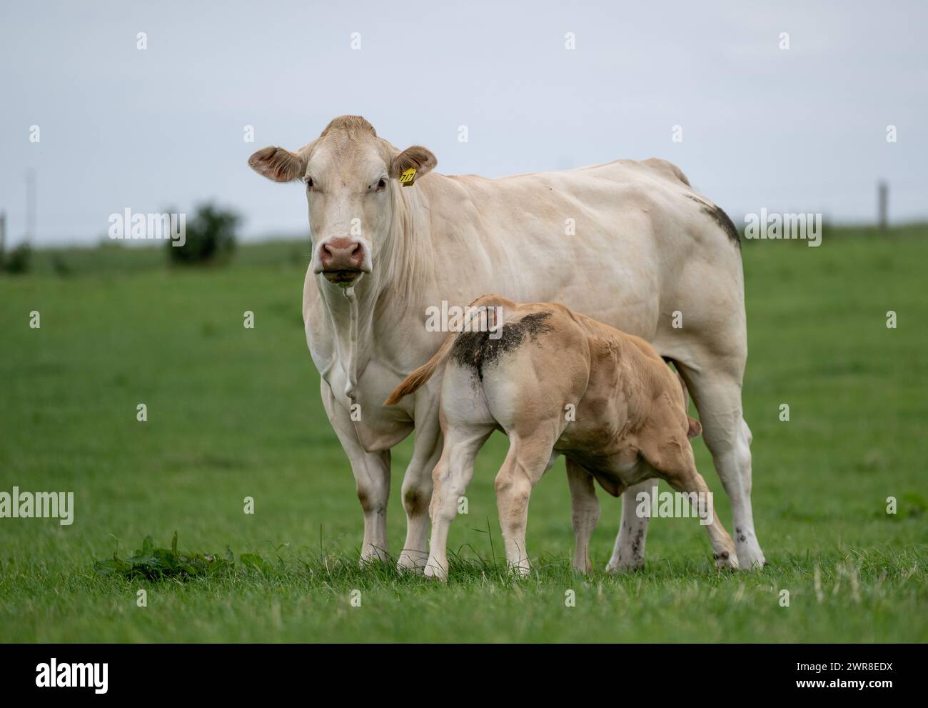 Pedigree Blonde d'Aquataine vache avec veau allaité dans un pâturage. Code Durham, Royaume-Uni. Banque D'Images