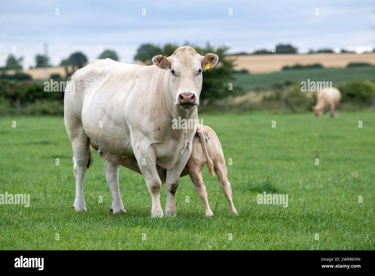 Pedigree Blonde d'Aquataine vache avec veau allaité dans un pâturage. Code Durham, Royaume-Uni. Banque D'Images
