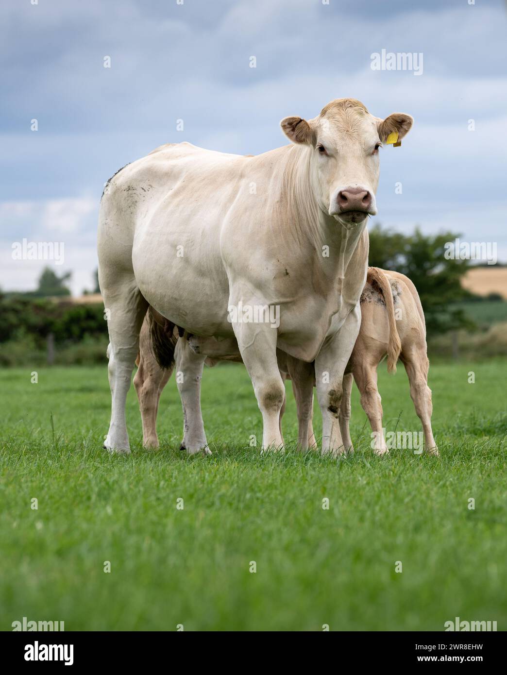 Pedigree Blonde d'Aquataine vache avec veau allaité dans un pâturage. Code Durham, Royaume-Uni. Banque D'Images