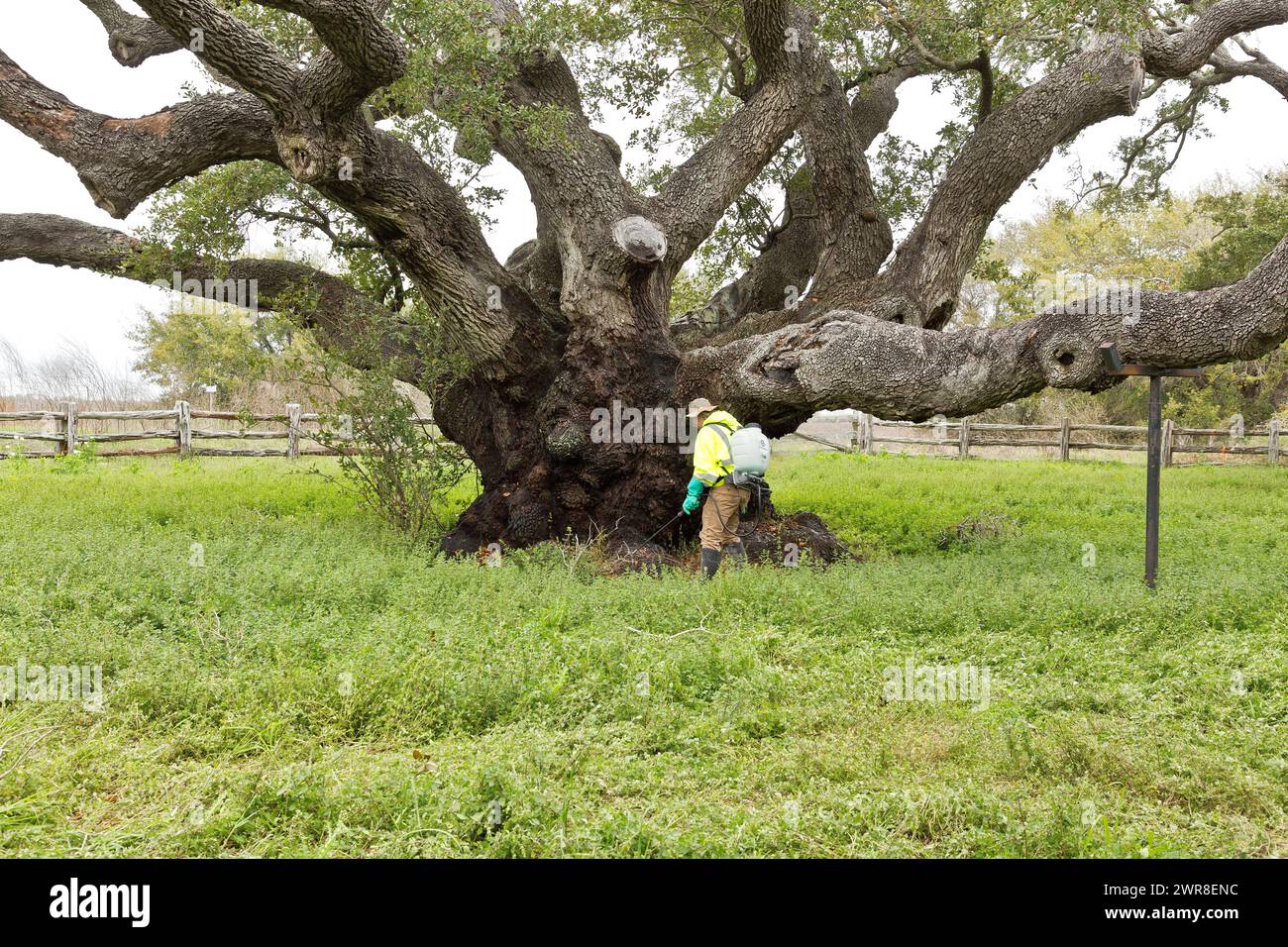 Pulvérisations de techniciens pour prévenir les infestations de chenilles de tente. Goose Island State Park, 'Quercus virginiana', Texas. Banque D'Images