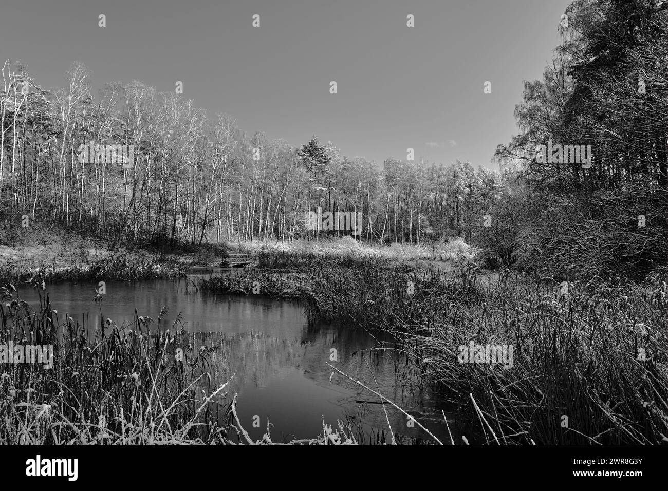 Roseaux enneigés et arbres sur la rive d'un lac dans la forêt, Pologne, monochrome Banque D'Images