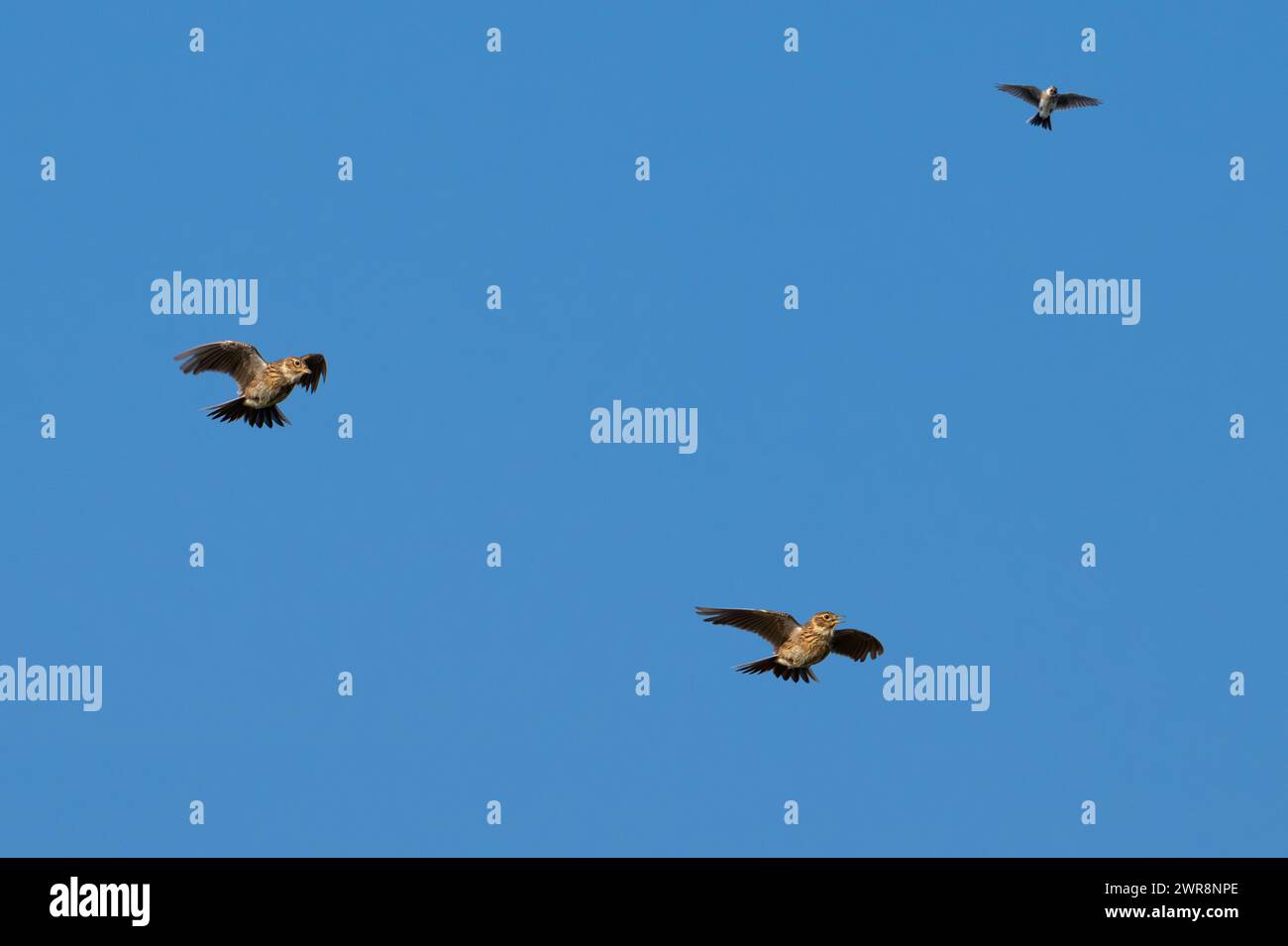 Trois skylarks eurasiens (Alauda arvensis) faisant escale en vol contre un ciel bleu au printemps. Composite numérique Banque D'Images
