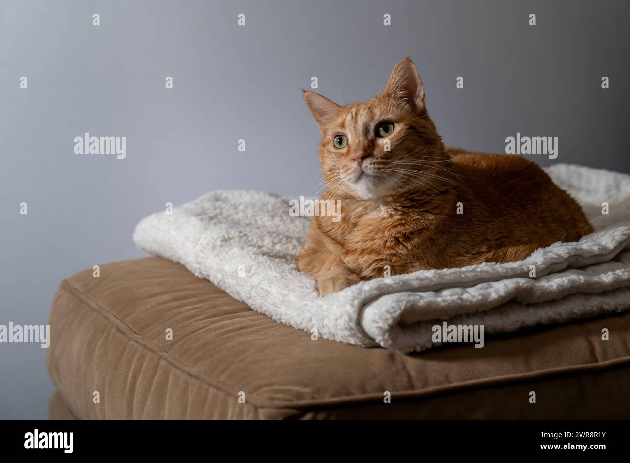 Une sérénité capturée alors qu'un chat gingembre s'incline sur une literie moelleuse Banque D'Images