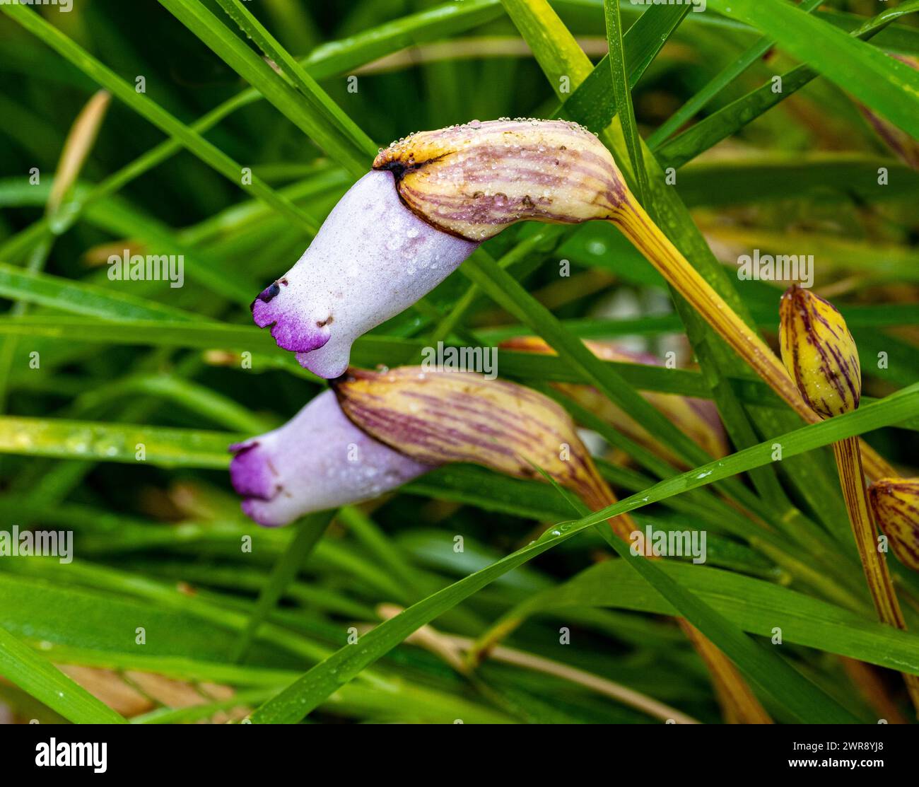 Aeginetia indica, communément connu sous le nom de balai indien ou fleur fantôme de forêt. Il pousse dans les forêts humides à feuilles caduques et semi-persistantes de tropicales et de su Banque D'Images