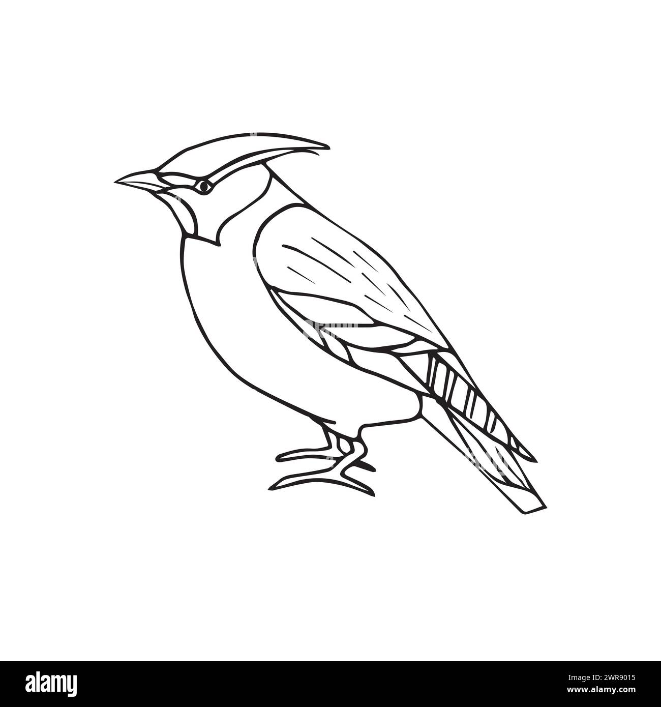 Vecteur dessiné à la main doodle croquis waxwing oiseau isolé sur fond blanc Illustration de Vecteur