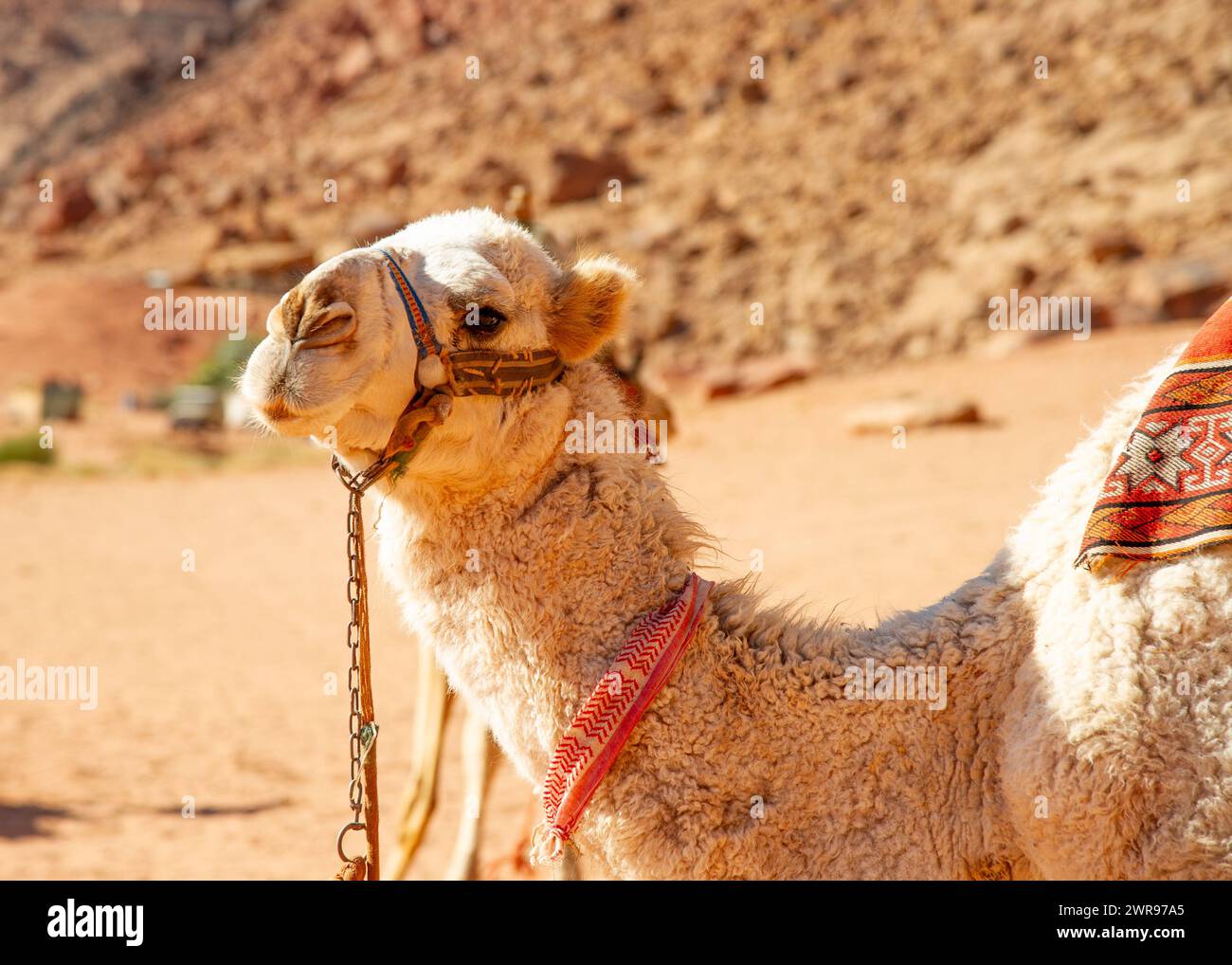 Chameaux dans le désert Wadi Rum, la vallée de la Lune, sable rouge, grès rouge, Jordanie Banque D'Images