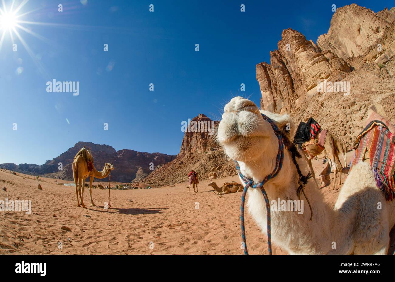 Chameaux dans le désert Wadi Rum, la vallée de la Lune, sable rouge, grès rouge, Jordanie Banque D'Images