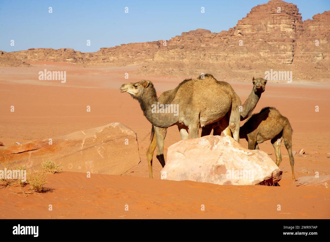 Chameaux dans le désert Wadi Rum, la vallée de la Lune, sable rouge, grès rouge, Jordanie Banque D'Images