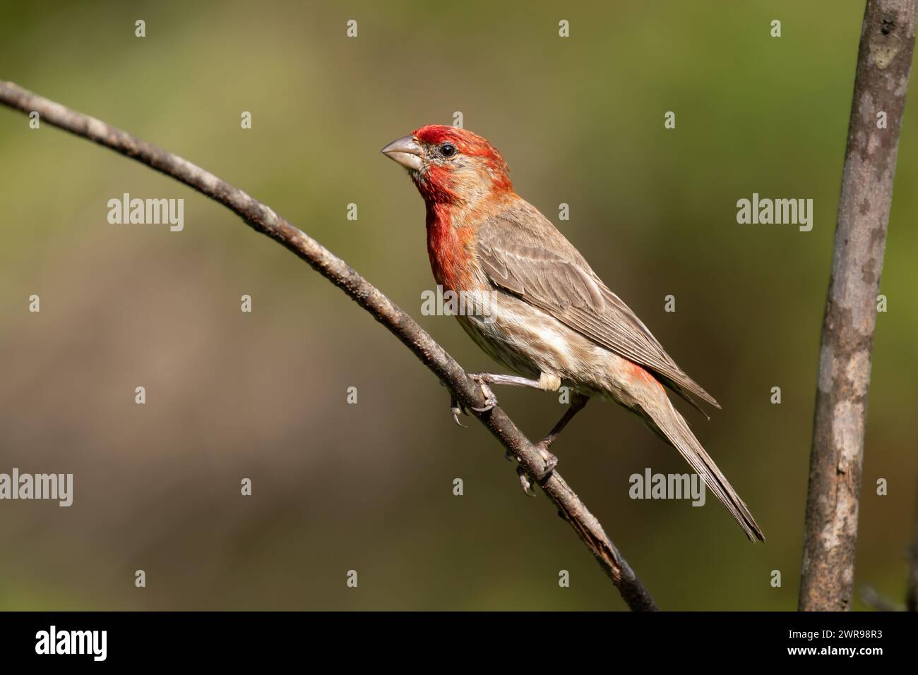 Un oiseau perché sur une branche d'arbre regarde vers le haut Banque D'Images