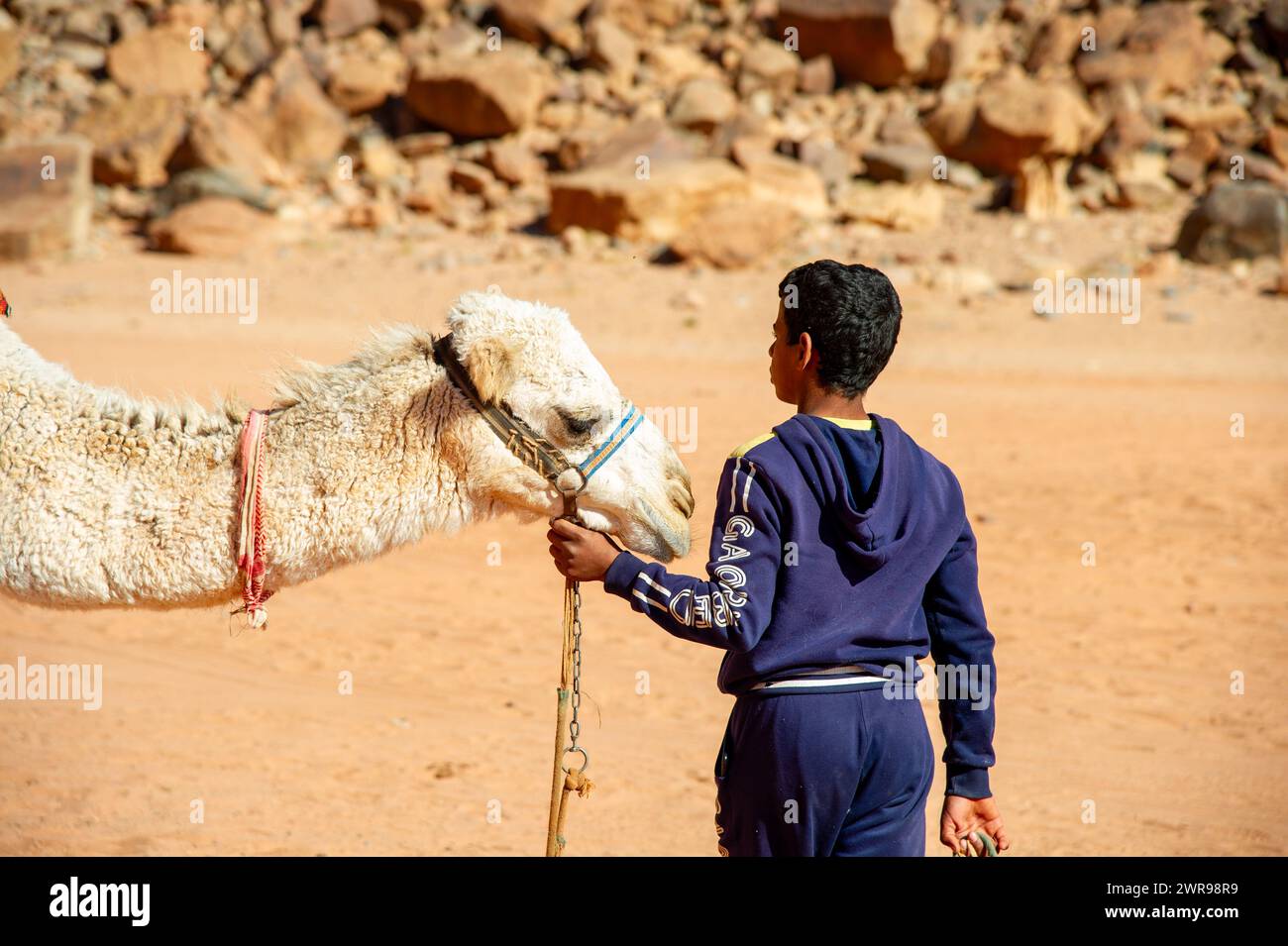 Décembre 27 2022- désert de Wadi Rum -Jordanie- Bédouin en veste rouge avec son chameau faire un lien Banque D'Images