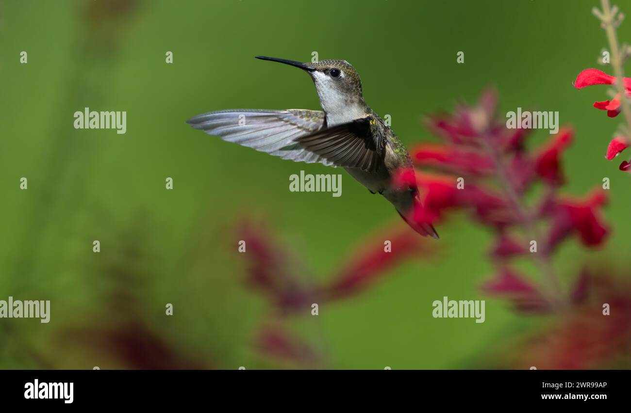 Ruby jette un colibri planant près des fleurs Banque D'Images