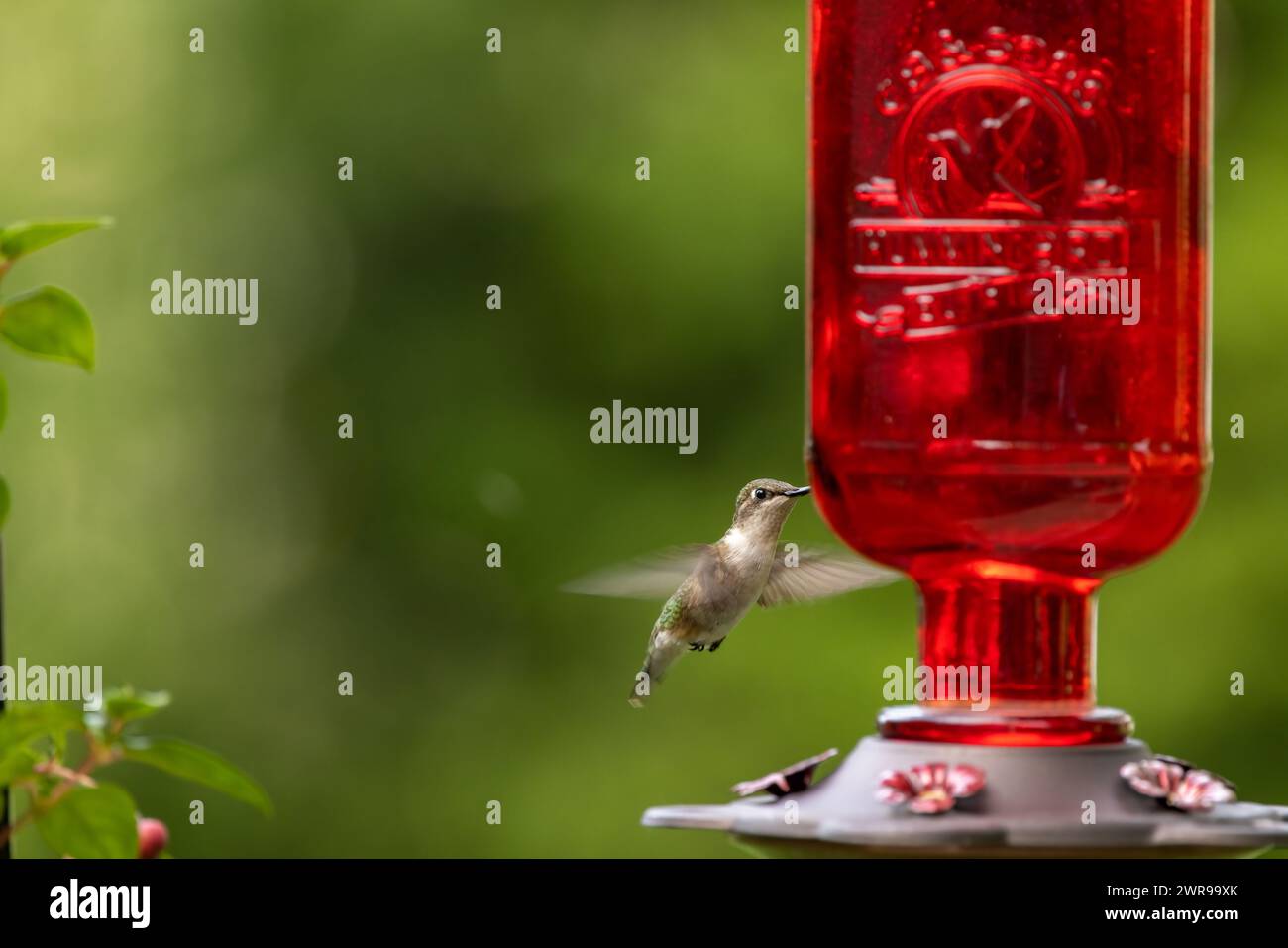 Le colibri plane près de la mangeoire rouge un jour d'été dans le jardin. Banque D'Images