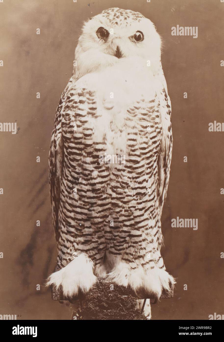Chouette des neiges farcie, chouette des neiges ; chouette blanche. Femme adulte (titre sur objet), William Notman, 1871 - 1876, papier, impression albumine, hauteur 139 mm × largeur 103 mm, photographie Banque D'Images