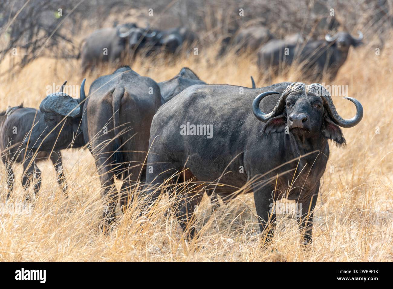 Buffle africain (Syncerus caffer) debout dans les prairies du parc national de Kafue dans l'ouest de la Zambie, Afrique australe Banque D'Images