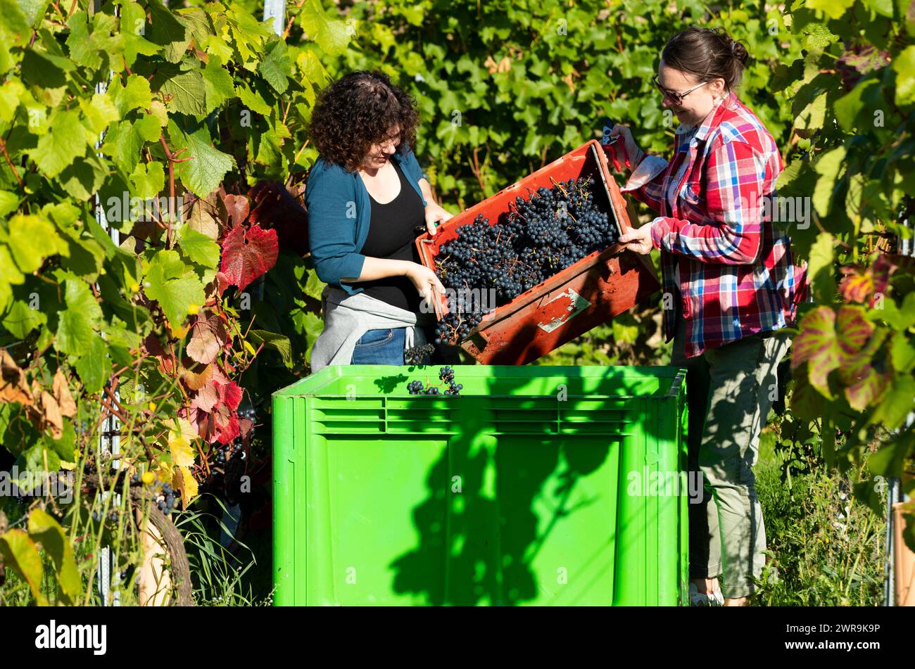 10/10/21 le bac à pied est rempli de kg de raisins rouges Rondo. Quarante-deux bénévoles, tous payés en vin, cueillent et piétinent les premiers raisins de la saison A. Banque D'Images