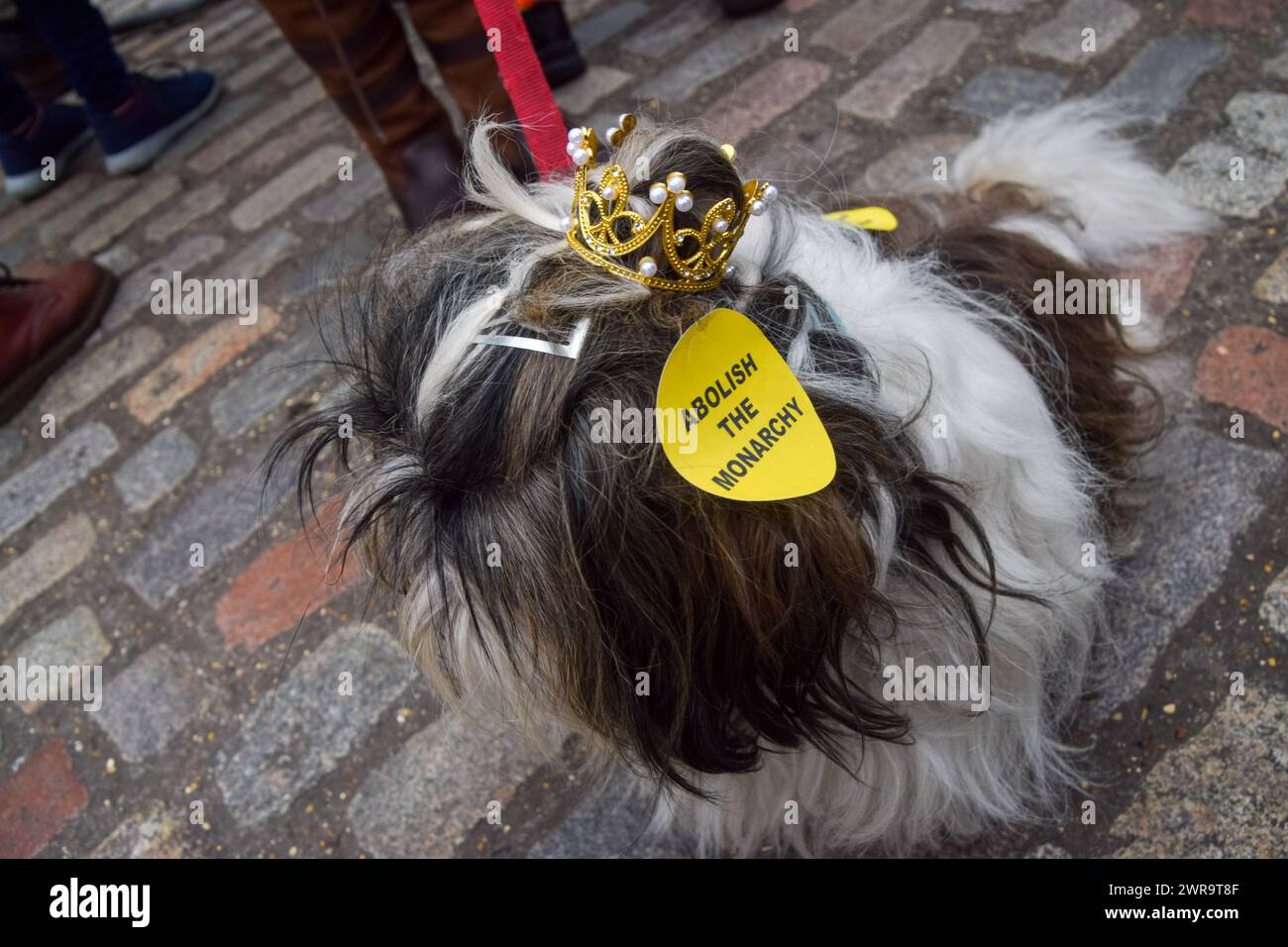 Londres, Royaume-Uni. 11 mars 2024. Un chien portant une couronne et des autocollants « abolir la monarchie » prend part à la manifestation. Les manifestants anti-monarchie du groupe Republic se sont rassemblés devant l'abbaye de Westminster alors que des membres de la famille royale arrivaient pour commémorer le jour du Commonwealth. Crédit : SOPA images Limited/Alamy Live News Banque D'Images