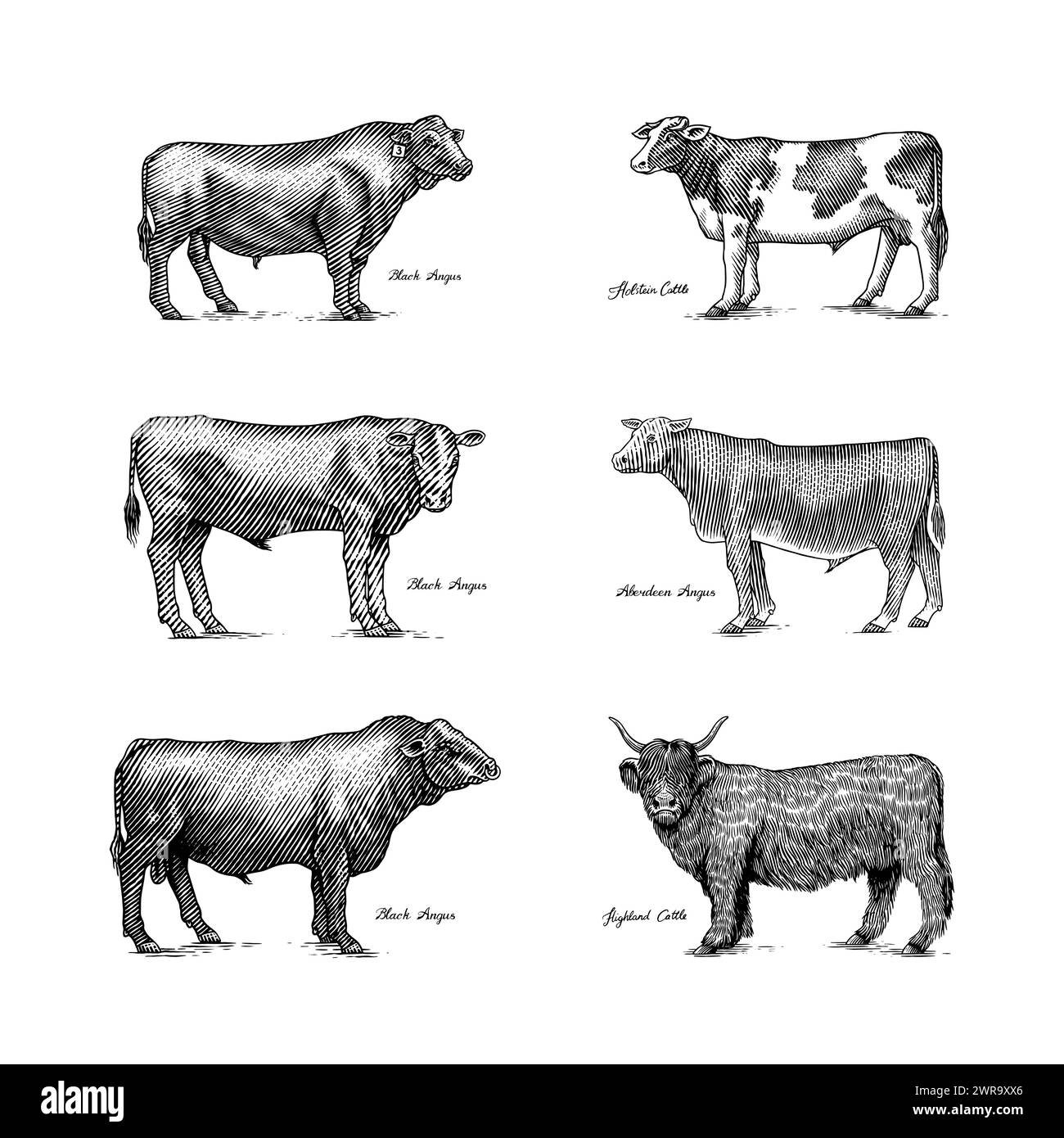Un groupe de vaches se tenant côte à côte sur Un fond blanc. Taureaux de bétail de ferme. Différentes races d'animaux domestiques. Gravé à la main dessiné Illustration de Vecteur