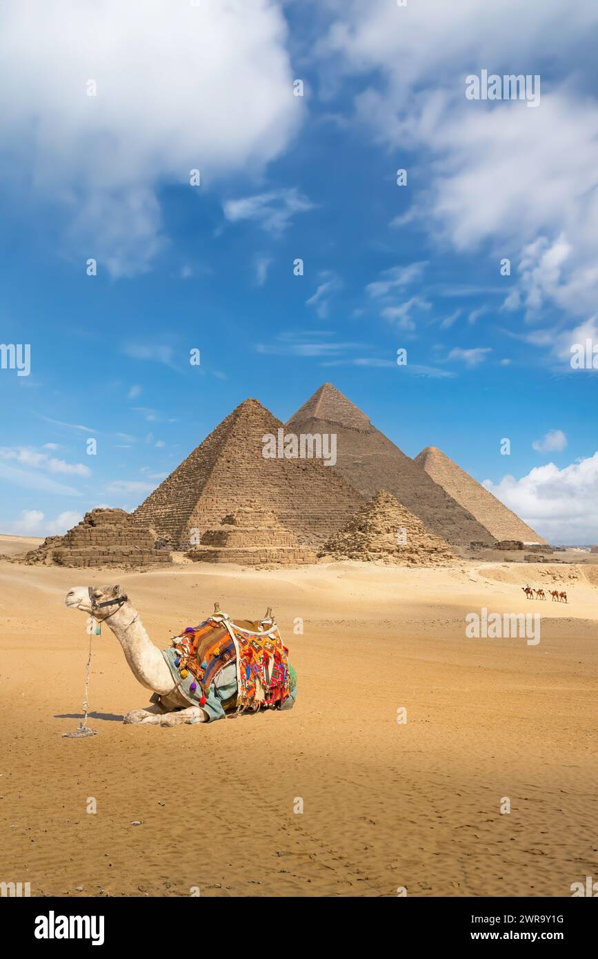 Un chameau avec vue sur les pyramides de Gizeh, en Égypte Banque D'Images