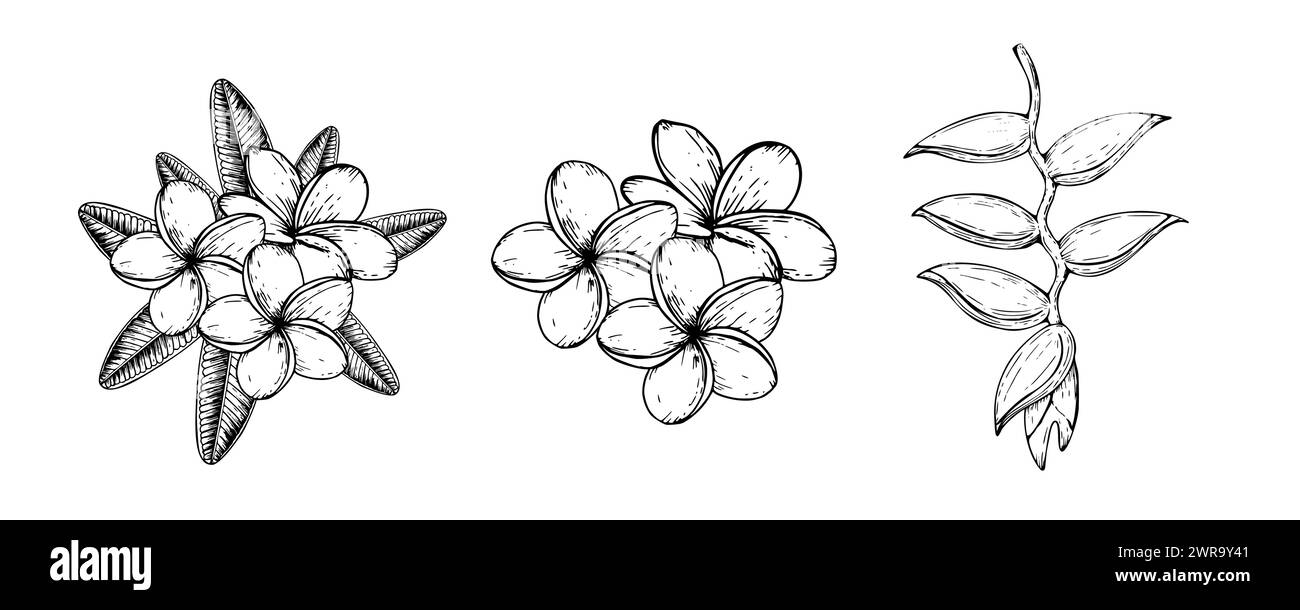 Ensemble de vecteur tropical de fleurs de plumeria et d'heliconia illustration sur fond isolé. Beau frangipanier exotique linéaire peint à la main botanique. Illustration de Vecteur