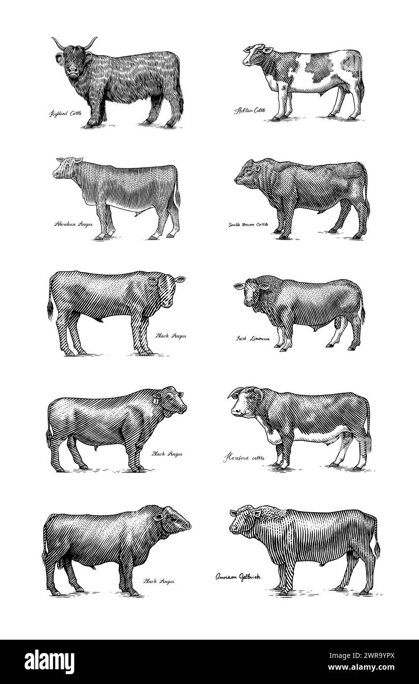 Un groupe de vaches se tenant côte à côte sur Un fond blanc. Taureaux de bétail de ferme. Différentes races d'animaux domestiques. Gravé à la main dessiné Illustration de Vecteur