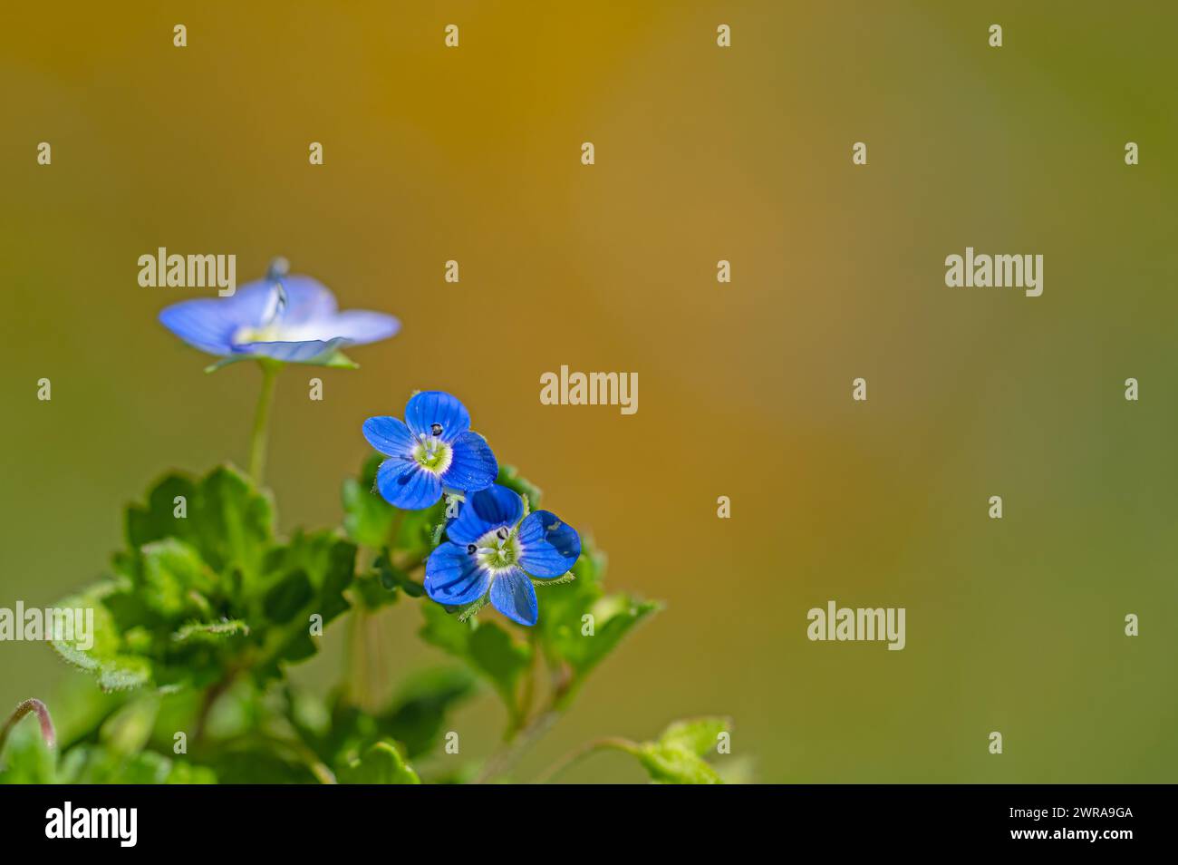 Fleur sauvage bleue dans la nature, fond flou. Fleur de germander speedwell, oiseau speedwell, ou yeux de chat (Veronica chamaedrys) Banque D'Images