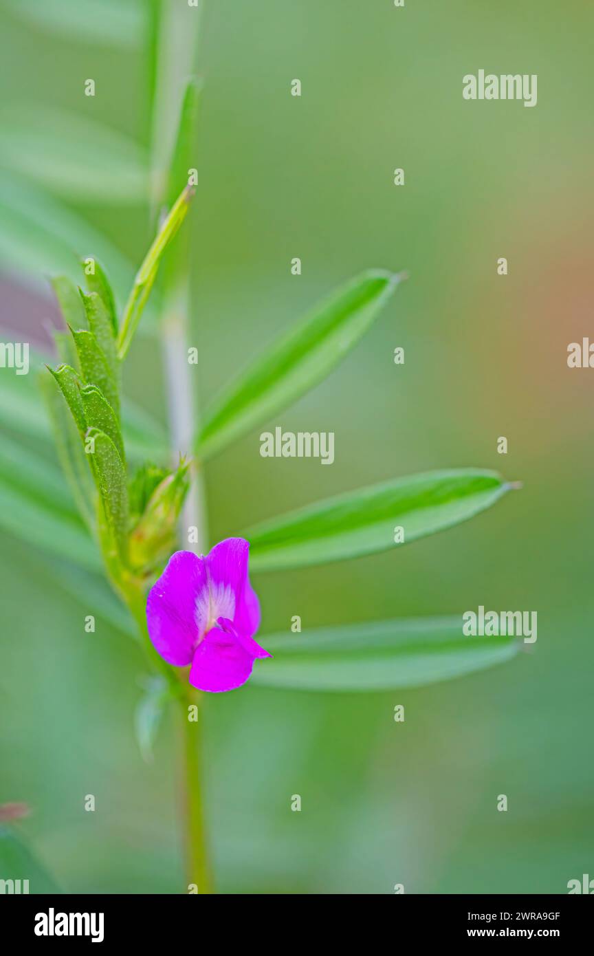 Photographie rapprochée de la vesce commune (Vicia sativa). Macro fleur colorée avec fond flou dans un jardin au printemps. Banque D'Images