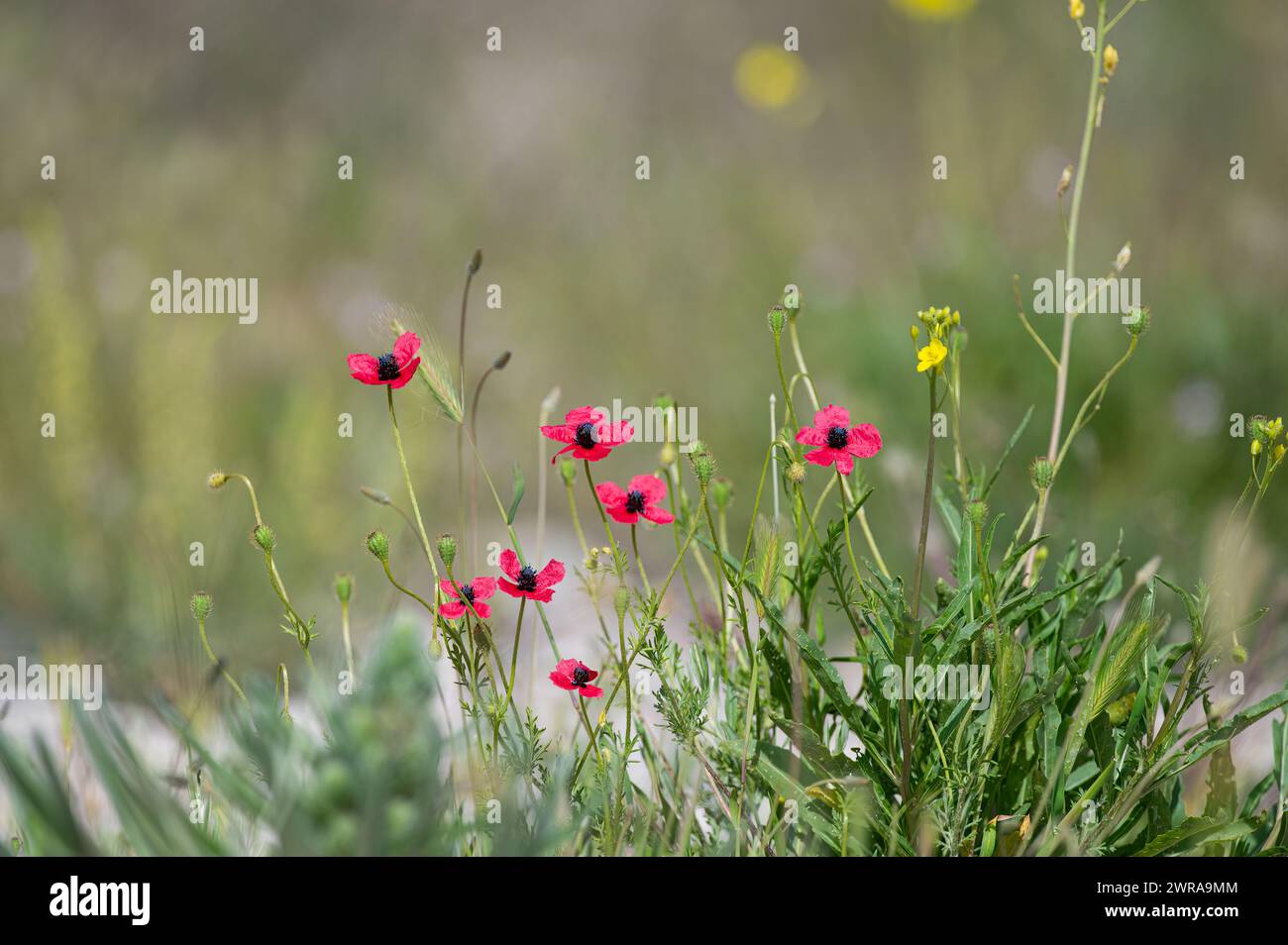 Fleur de pavot rose, Papaver dubium, fond d'herbe verte, nature en plein air, prairie avec des fleurs sauvages en gros plan Banque D'Images