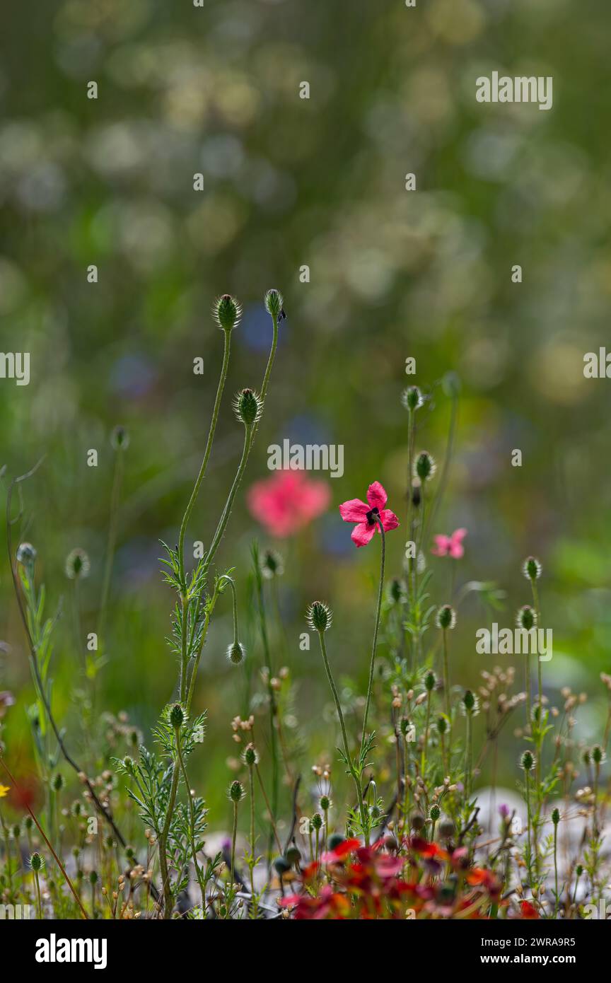 Fleur de pavot rose, Papaver dubium, fond d'herbe verte, nature en plein air, prairie avec des fleurs sauvages en gros plan Banque D'Images