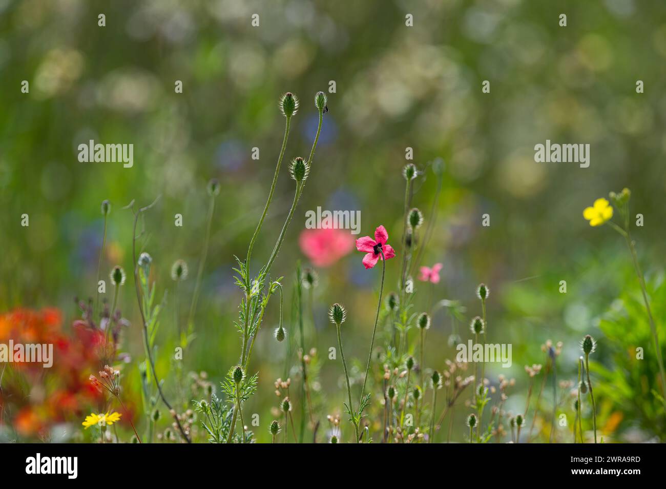 Fleur de pavot rose, Papaver dubium, fond d'herbe verte, nature en plein air, prairie avec des fleurs sauvages en gros plan Banque D'Images