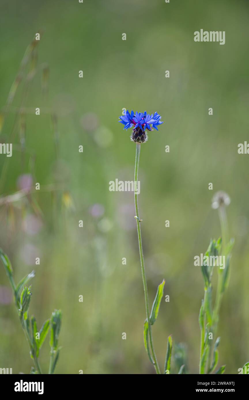 Bleuet bleu (Centaurea cyanus) sur un champ de maïs Banque D'Images