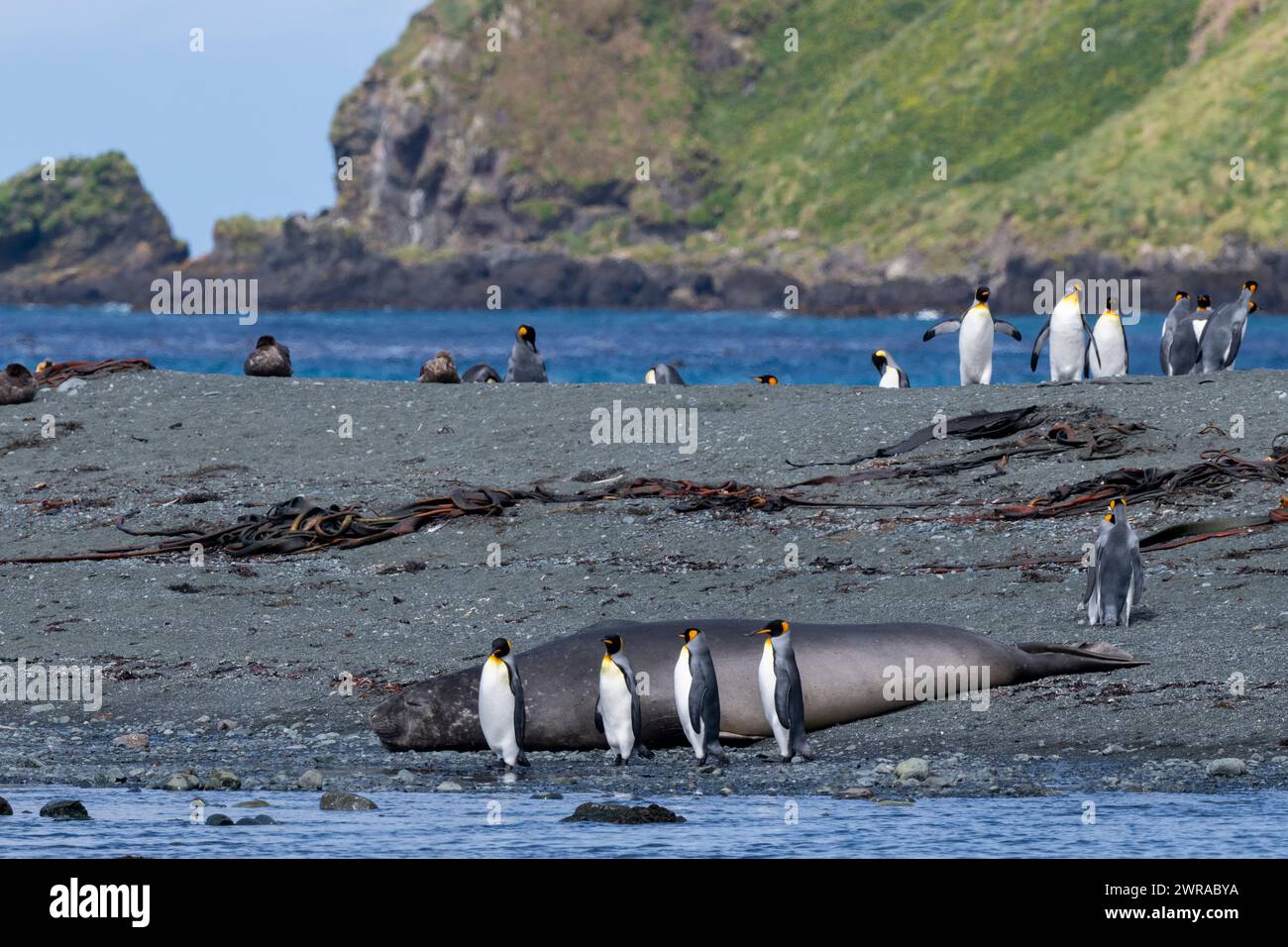 Australie, Tasmanie, île Macquarie, baie de sable (UNESCO) éléphant de mer du Sud (Mirounga leonine) et manchots royaux (Aptenodytes patagonica) Banque D'Images