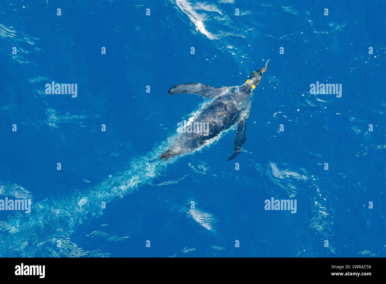 Australie, Tasmanie, près de l'île Macquarie (UNESCO) manchots royaux (Aptenodytes patagonica) nageant dans l'océan. Banque D'Images