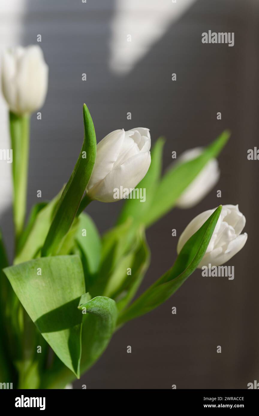 Gros plan d'un bouquet de belles tulipes printanières blanches de pâques. Banque D'Images