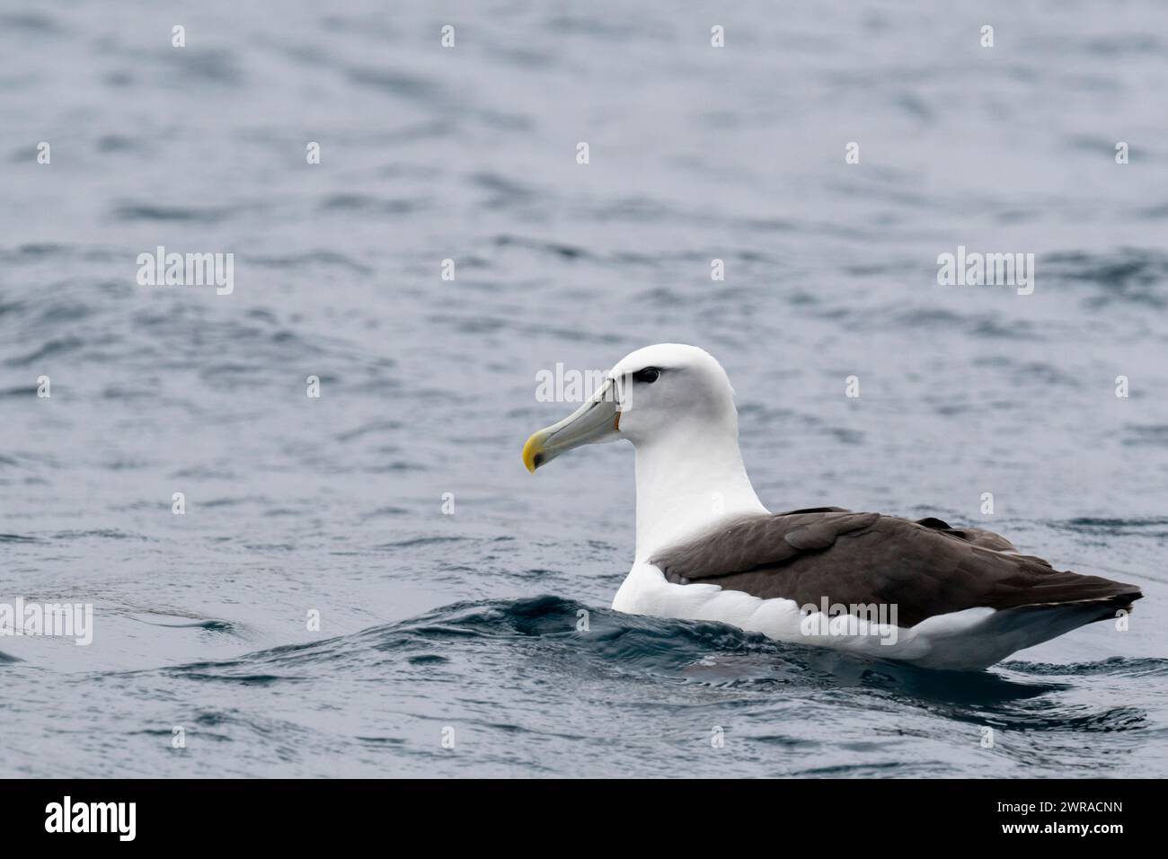 Nouvelle-Zélande, îles subantarctiques, île d'Auckland, Musgrave Inlet. Albatros timides (Thalassarche cauta, anciennement Diomedea cauta), alias mollymawk timide. Banque D'Images