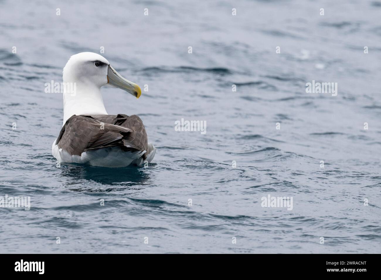 Nouvelle-Zélande, îles subantarctiques, île d'Auckland, Musgrave Inlet. Albatros timides (Thalassarche cauta, anciennement Diomedea cauta), alias mollymawk timide. Banque D'Images