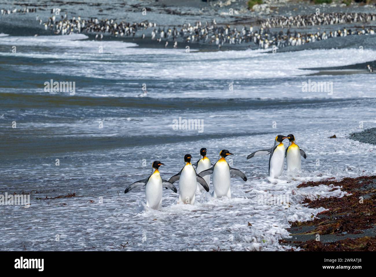 Australie, Tasmanie, île de Macquarie, Sandy Bay (UNESCO) manchots royaux (Aptenodytes patagonica) sur la plage. Banque D'Images