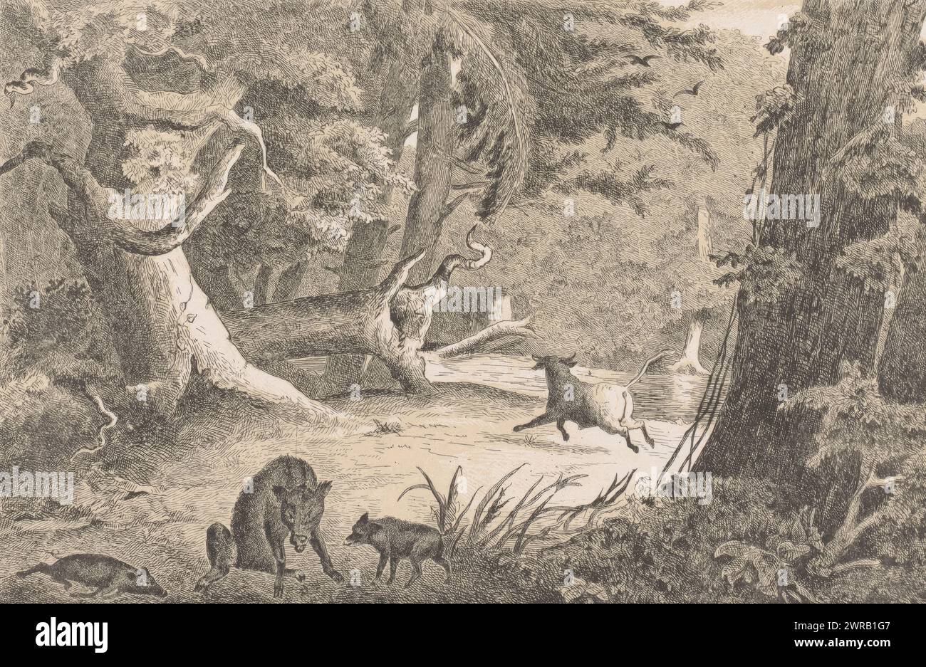 Les pays-Bas avant l'arrivée du peuple germanique, les pays-Bas avant l'arrivée du peuple germanique. Forêt avec sangliers et boeufs., imprimeur : Christiaan Lodewijk van Kesteren, après conception par : Bernard te Gempt, imprimeur : Charles Binger, Amsterdam, 1853 - 1861, papier, hauteur 160 mm × largeur 240 mm, impression Banque D'Images