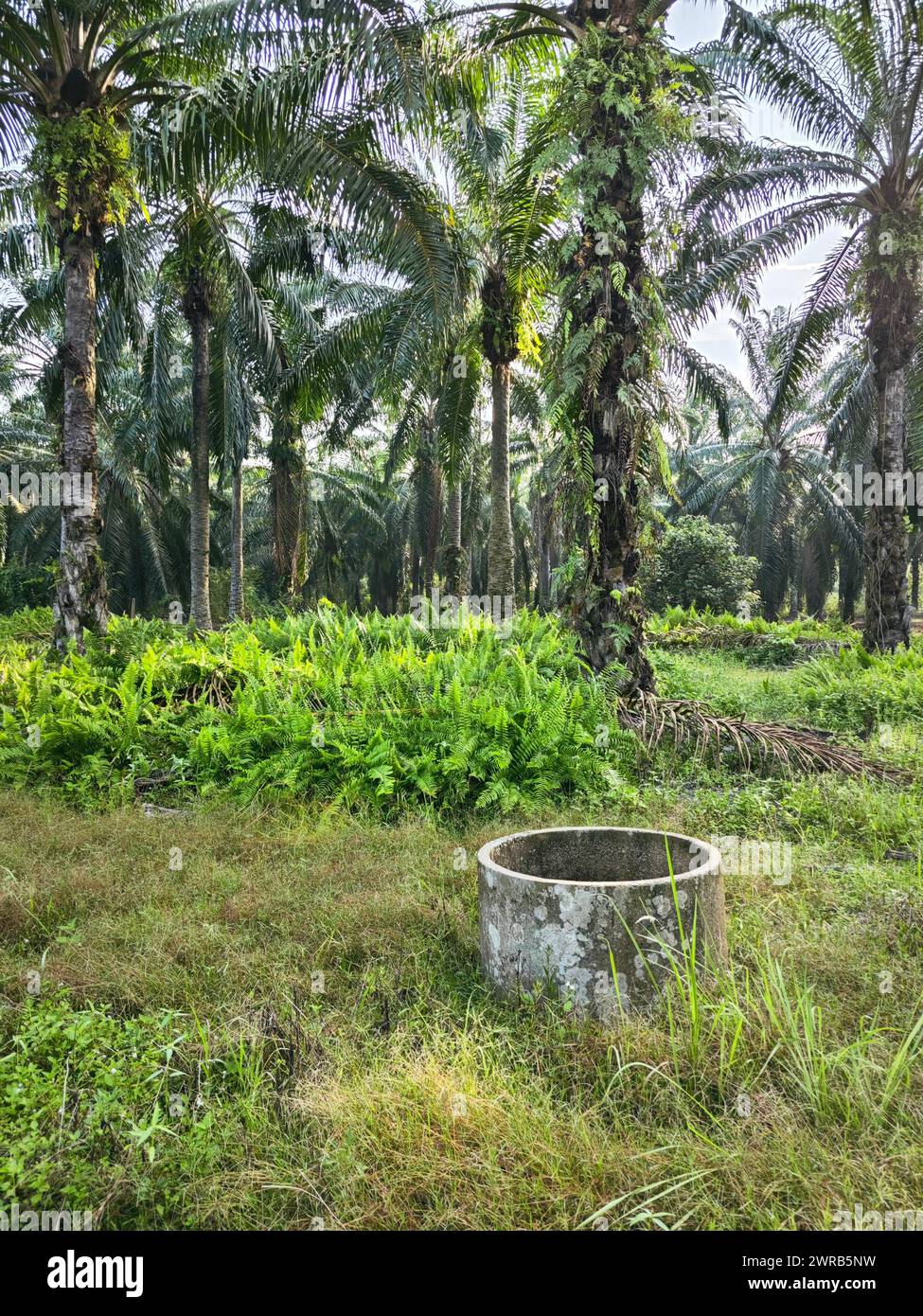 Scène d'un puits de béton cylindrique abandonné au pré de plantation. Banque D'Images
