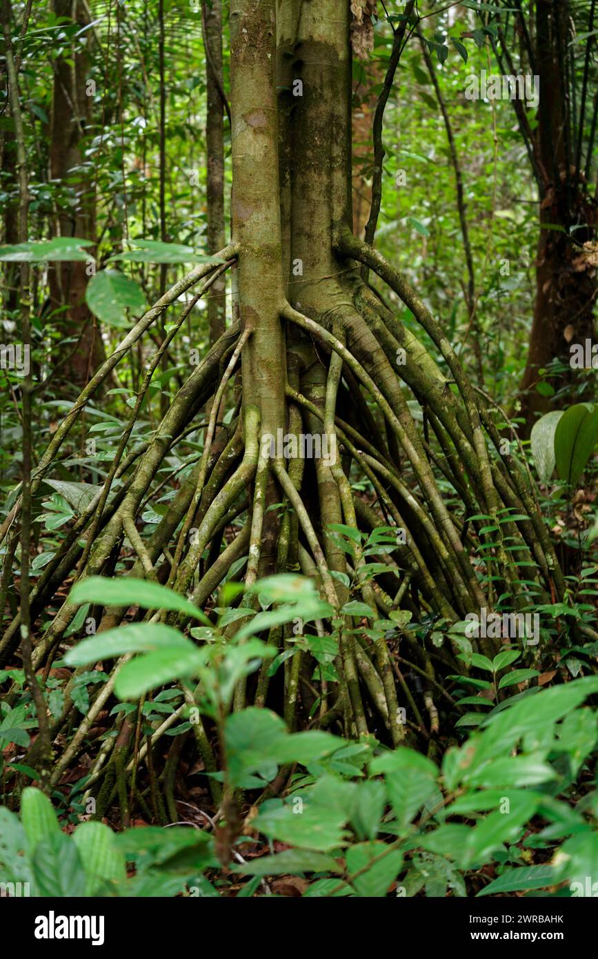 Racines d'un arbre dans la forêt tropicale Banque D'Images