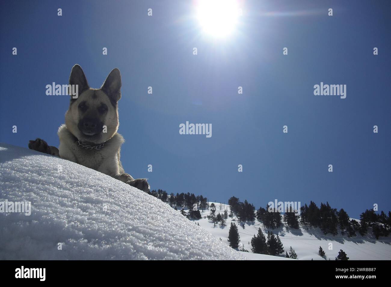 Un chien assis sur une pente enneigée sous un soleil brillant avec un ciel bleu clair, chiens étonnants dans la nature Banque D'Images