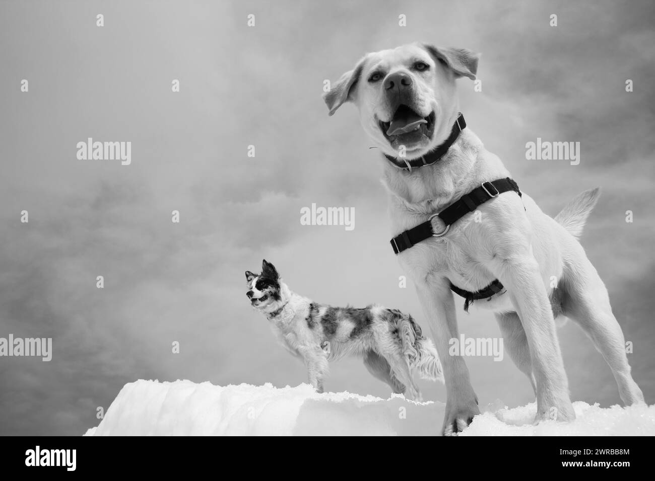 Deux chiens de tailles différentes jouent sur un fond enneigé, des chiens étonnants dans la nature Banque D'Images