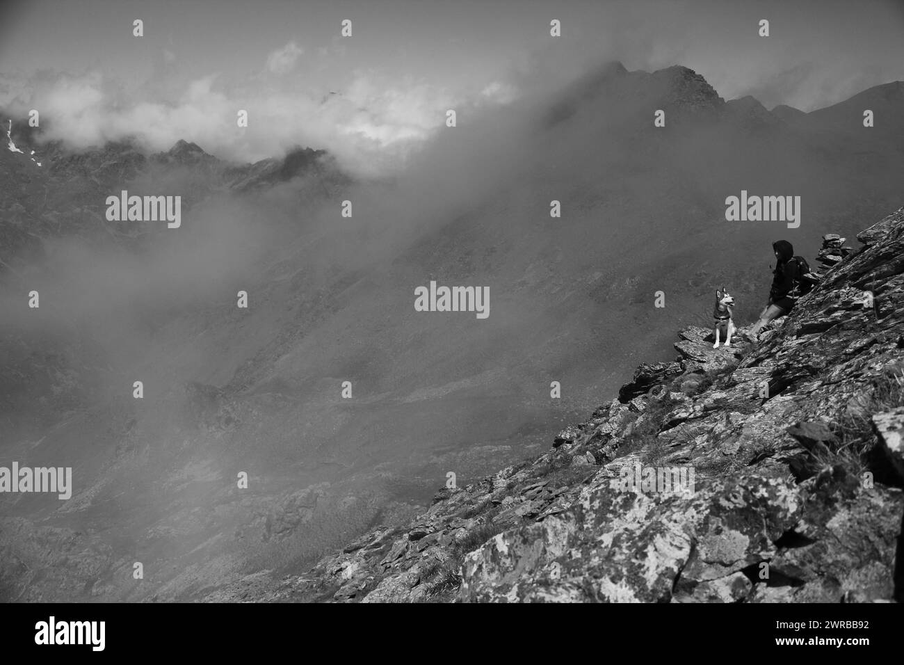Un chien isolé sur un rebord de montagne rocheux en noir et blanc dans des conditions brumeuses, chiens étonnants dans la nature Banque D'Images