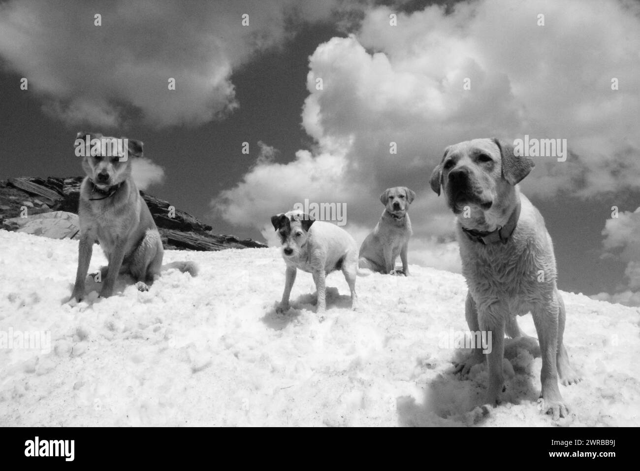 Un quatuor de chiens sur un paysage enneigé avec un ciel nuageux dramatique, chiens étonnants dans la nature Banque D'Images