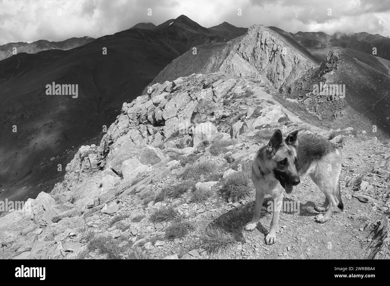 Une photo en noir et blanc d'un chien sur une crête de montagne rocheuse, chiens étonnants dans la nature Banque D'Images