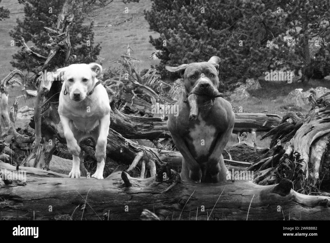 Image monochrome de deux chiens sur une bûche tombée dans un terrain sauvage, chiens étonnants dans la nature Banque D'Images