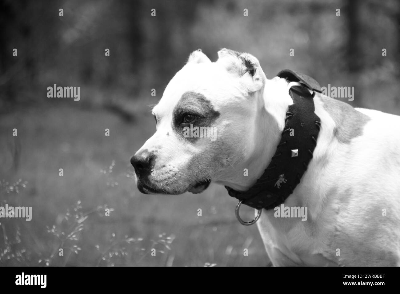 Gros plan d'un chien concentré portant un bandana, chiens étonnants dans la nature Banque D'Images