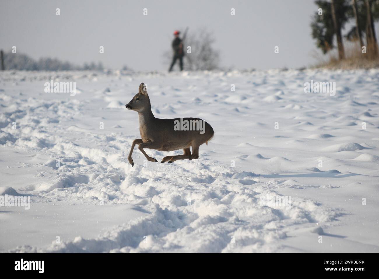 Le chevreuil d'Europe (Capreolus capreolus) coule en manteau d'hiver au-dessus d'un champ de jachère enneigé et est observé par un chasseur au fusil, basse-Autriche, Autriche Banque D'Images