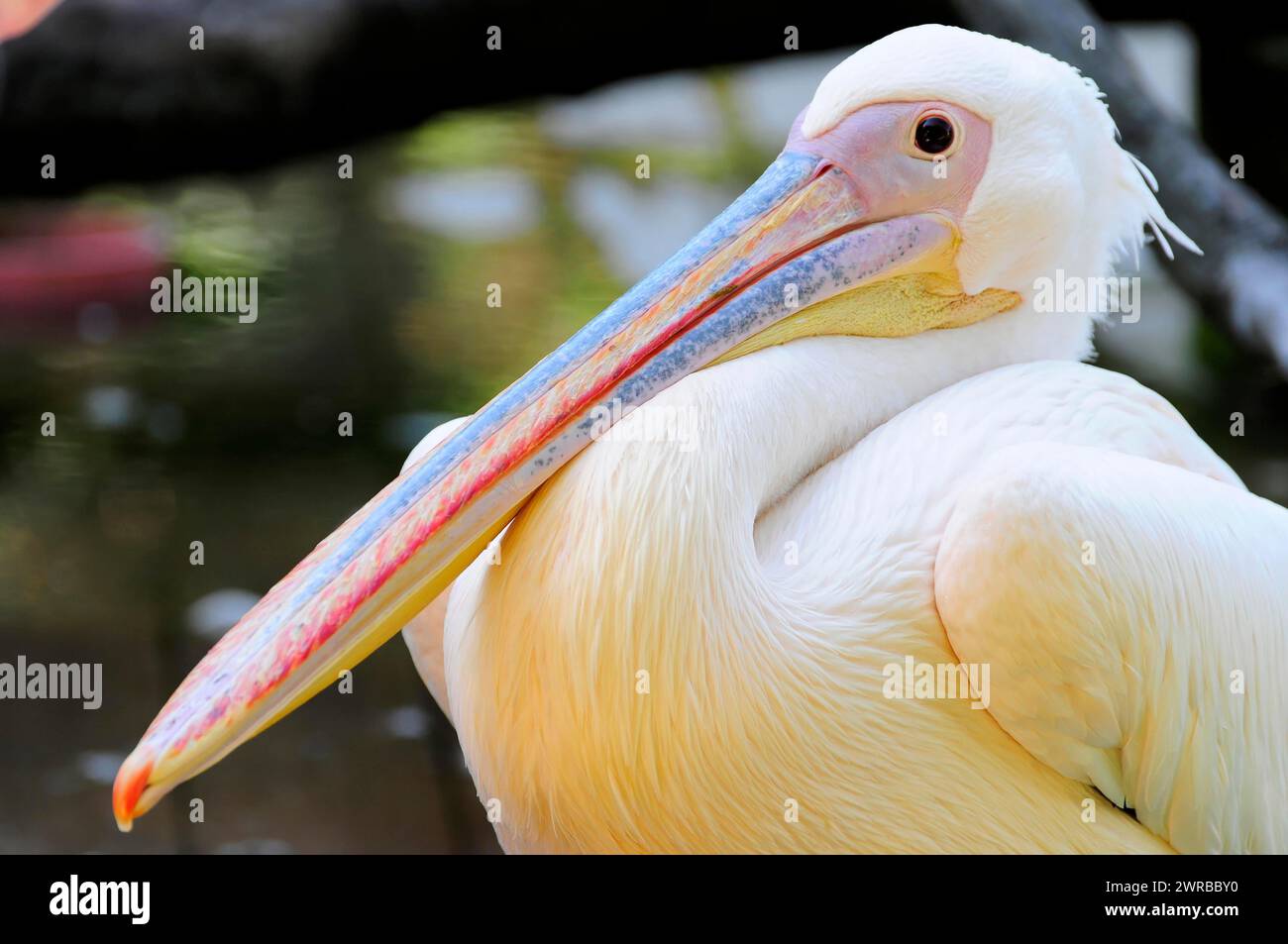 Gros plan d'un pélican blanc (Pelecanus onocrotalus), au bec orange distinctif, Stuttgart, Bade-Wutemberg, Allemagne Banque D'Images