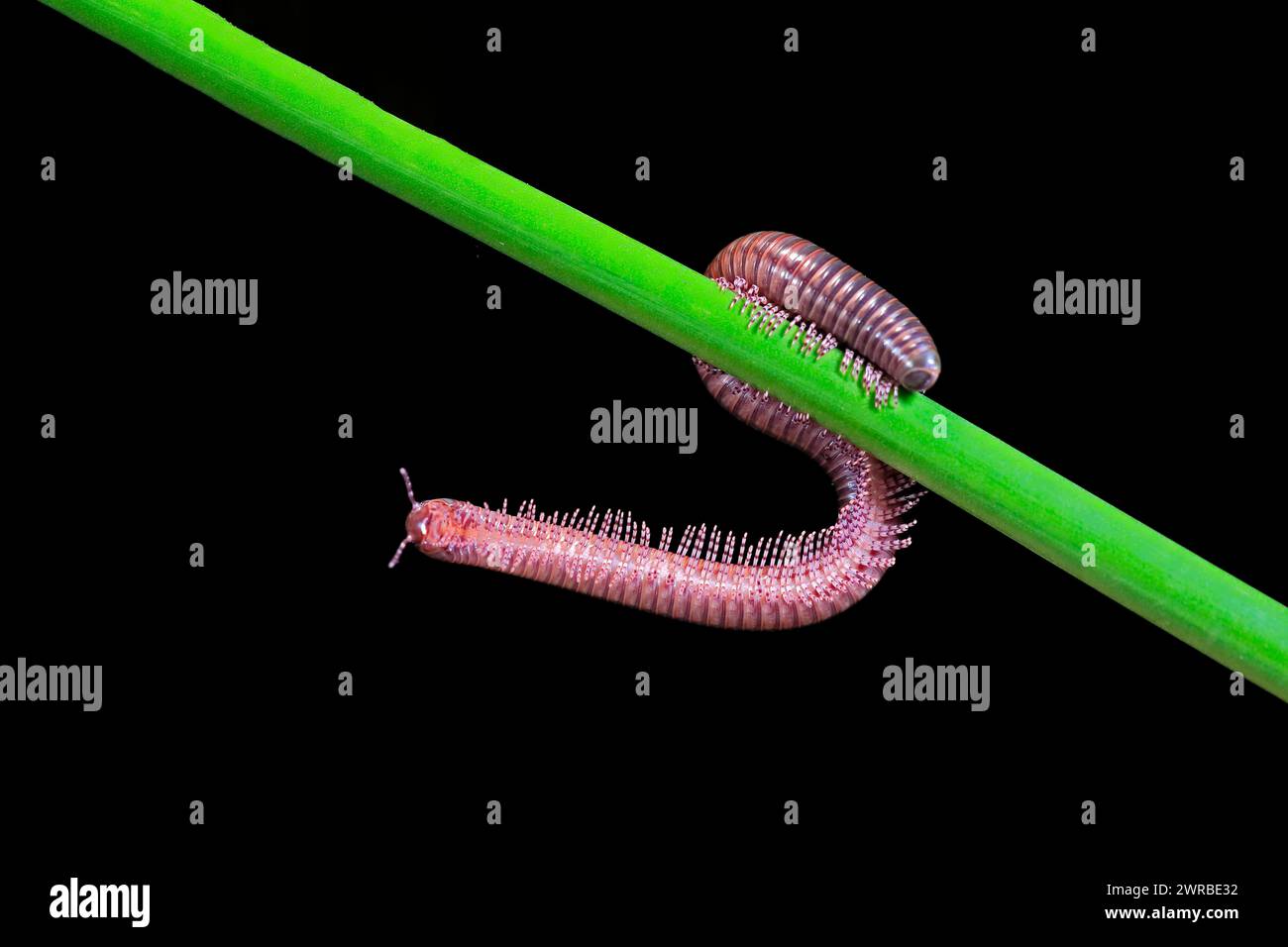 Millipèdes (Diplopoda), adulte, sur tiges de plantes, la nuit, Grande-Bretagne Banque D'Images